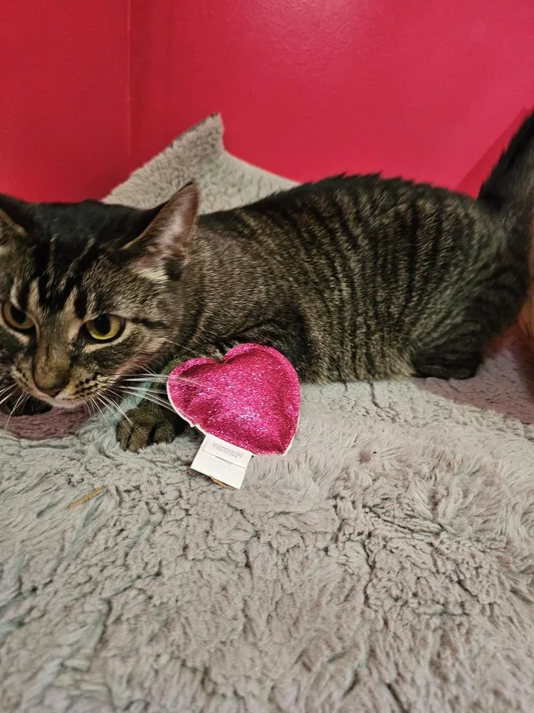 O'reilly thumbnail 5