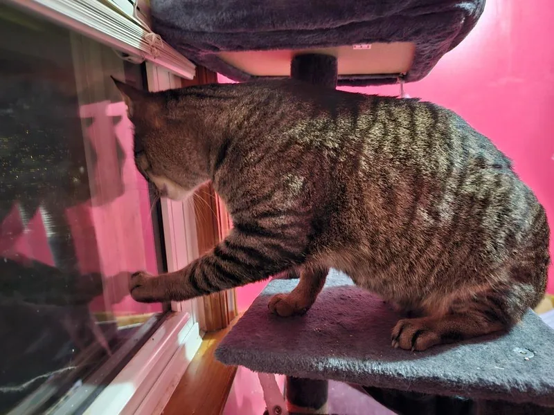 O'reilly thumbnail 6