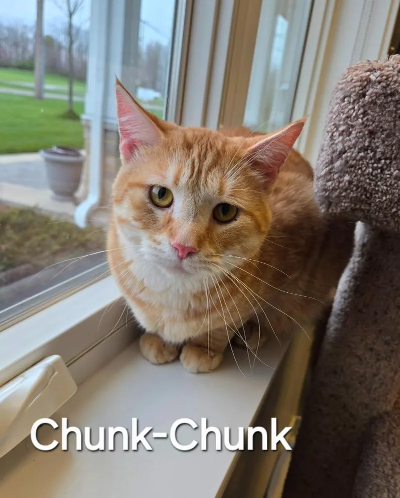 A young large-sized male Domestic Short Hair cat named Chunkchunk for adoption in Sidney, OH