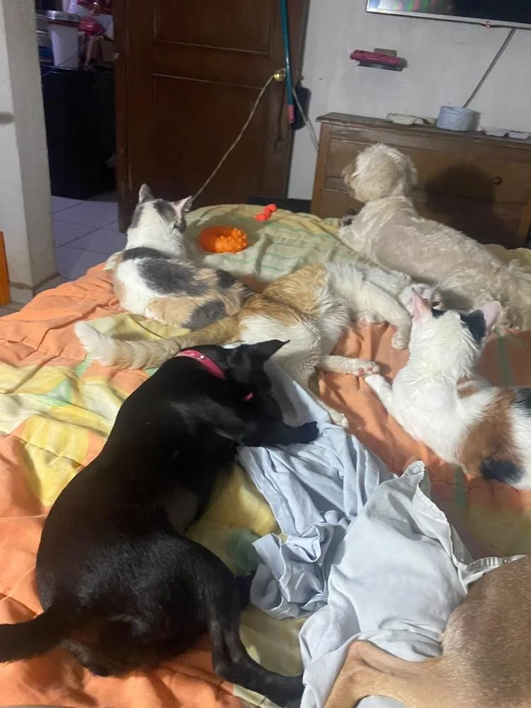 A young small-sized female Black Chihuahua dog named Dolly for adoption in Gig Harbor, WA