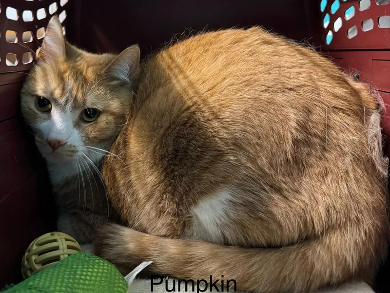 A young large-sized male Domestic Short Hair cat named Pumpkin for adoption in Utica, MI