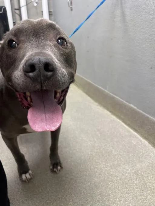 A senior large-sized male Pit Bull Terrier dog named Masongrayson for adoption in Las Vegas, NV