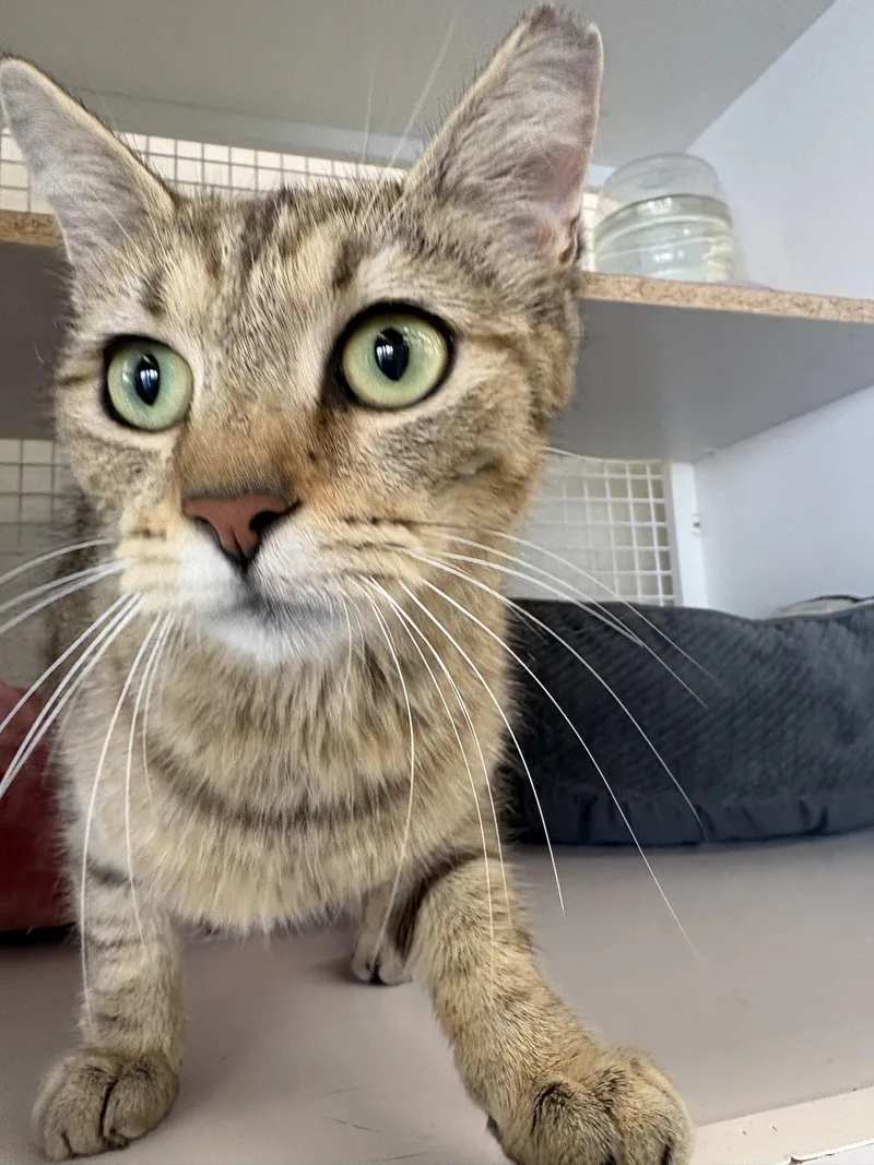 A young large-sized female Domestic Short Hair cat named Abby Road for adoption in Sneads Ferry, NC