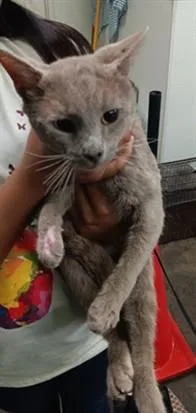 An adult large-sized male Domestic Short Hair cat named Loki for adoption in Los Angeles, CA