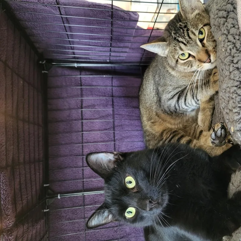 A young medium-sized male Black Domestic Short Hair cat named Bandit for adoption in San Jose, CA