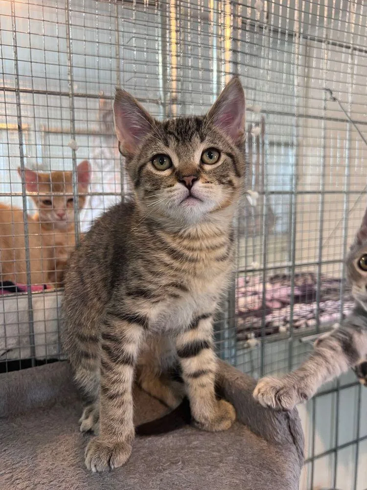 A baby small-sized male Gray / Blue / Silver Domestic Short Hair cat named Stinger for adoption in McPherson, KS