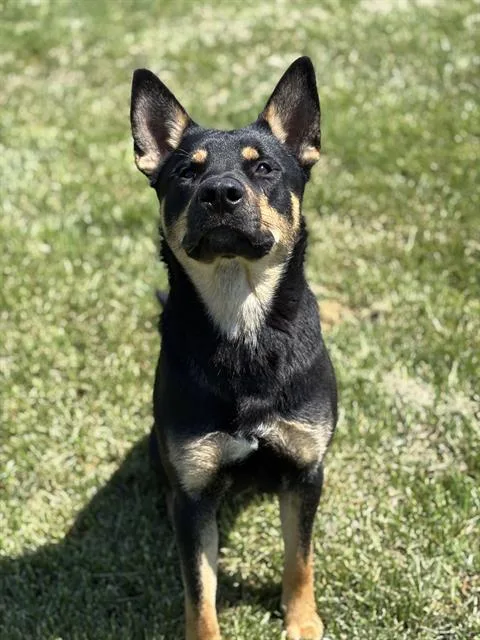 A young large-sized male German Shepherd Dog dog named Parkay for adoption in Indianapolis, IN