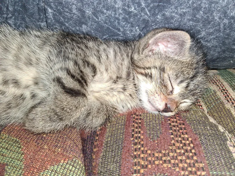 A baby medium-sized female Domestic Short Hair cat named Matzah for adoption in Broomall, PA
