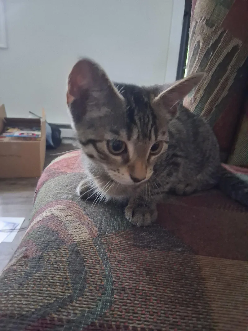 Matzah thumbnail 2