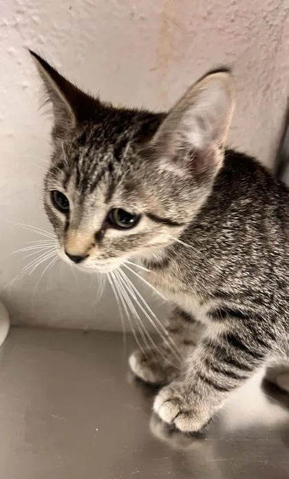 A baby small-sized male Domestic Short Hair cat named Havoc for adoption in Largo, FL