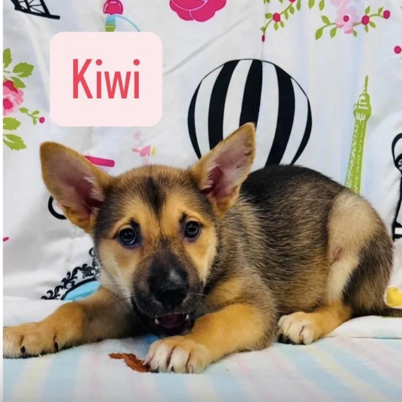 A baby small-sized female German Shepherd Dog dog named Kiwi for adoption in Lakewood, CO
