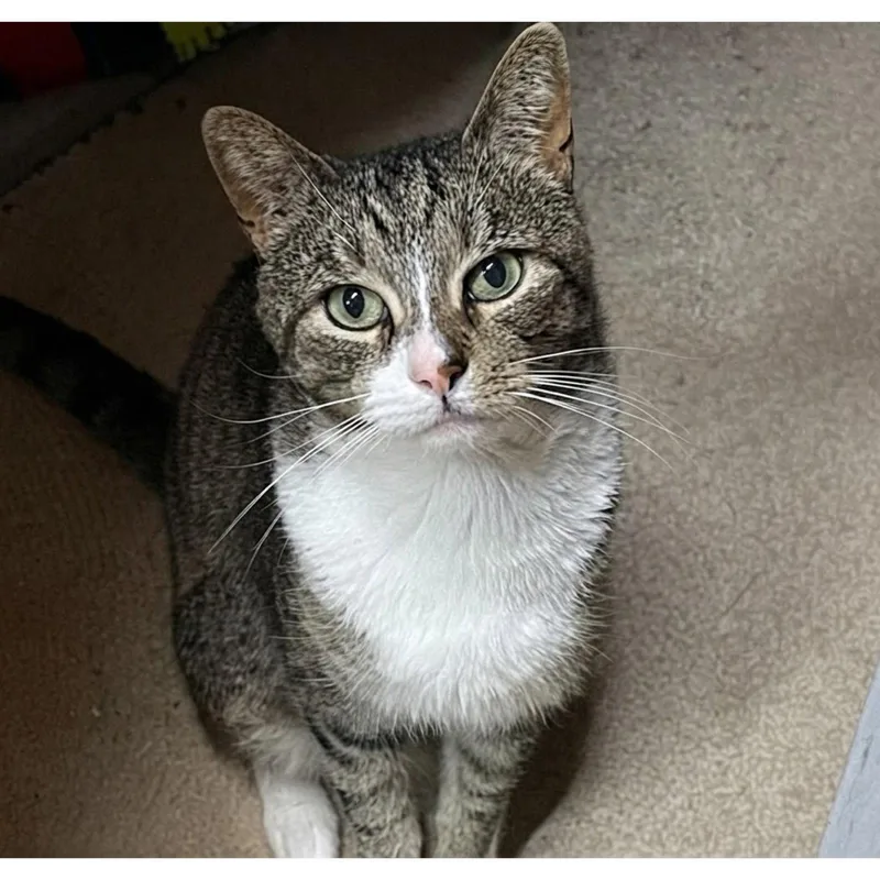 A young medium-sized male Domestic Short Hair cat named Lucas for adoption in Blasdell, NY