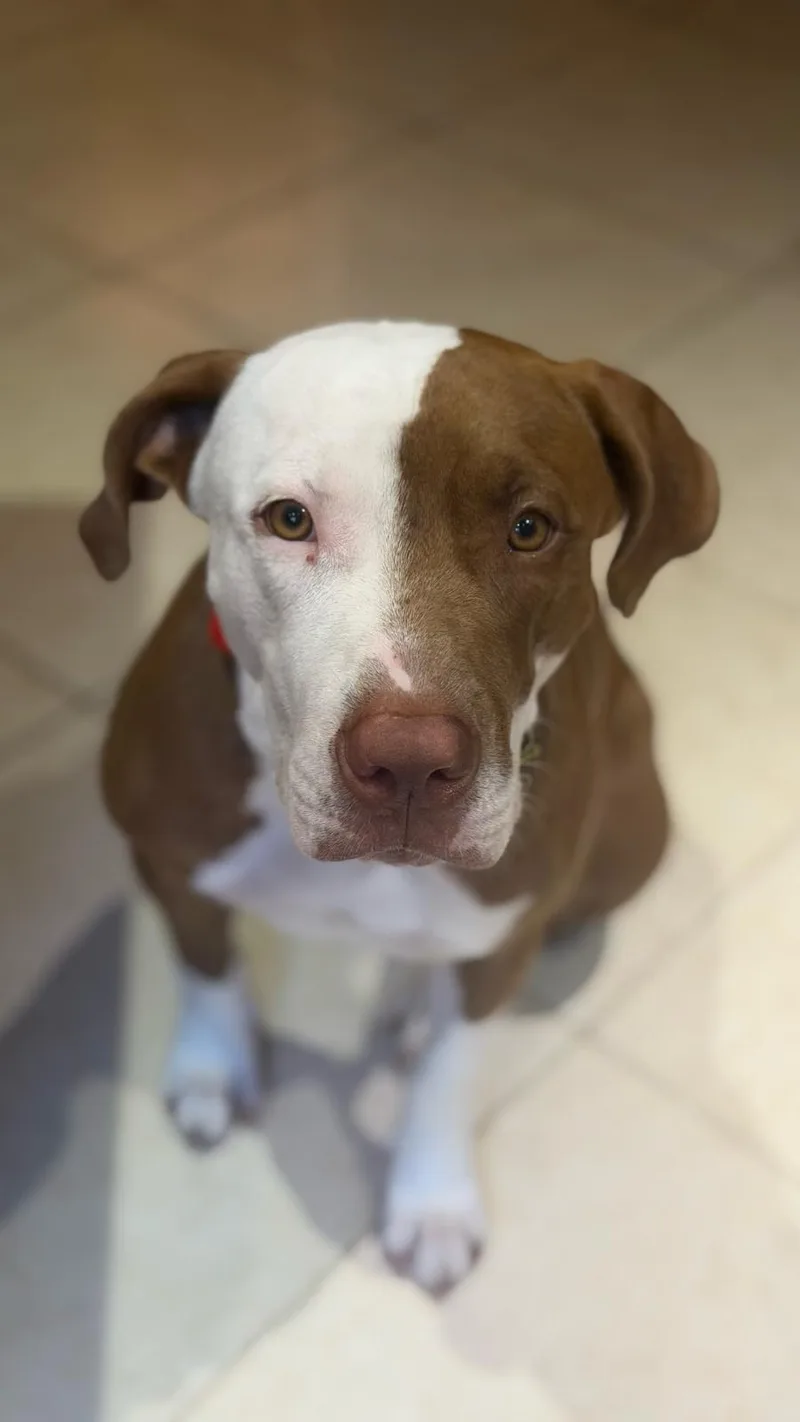 A young medium-sized male American Bully dog named Marley for adoption in Lauderhill, FL