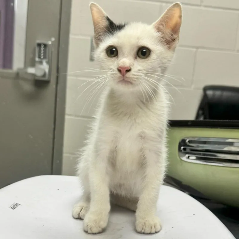 A baby small-sized male Domestic Short Hair cat named Kobe for adoption in Lufkin, TX