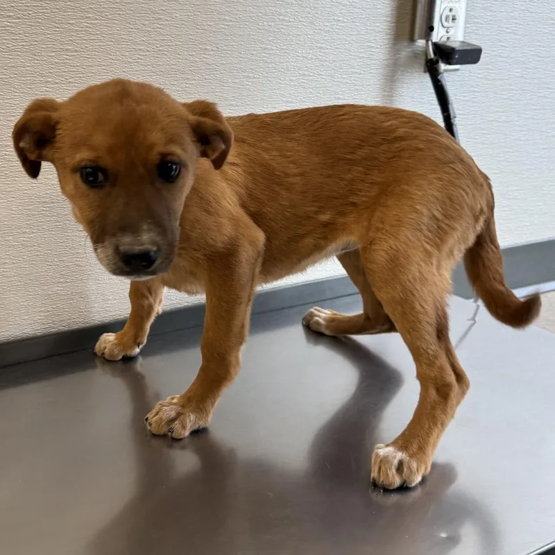 A young medium-sized female Brown / Chocolate Mixed Breed dog named Sunny for adoption in Las Cruces, NM