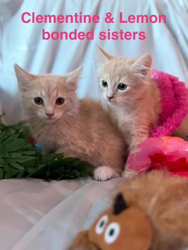 Clementine And Lemon