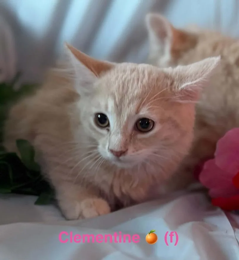 Clementine And Lemon thumbnail 3