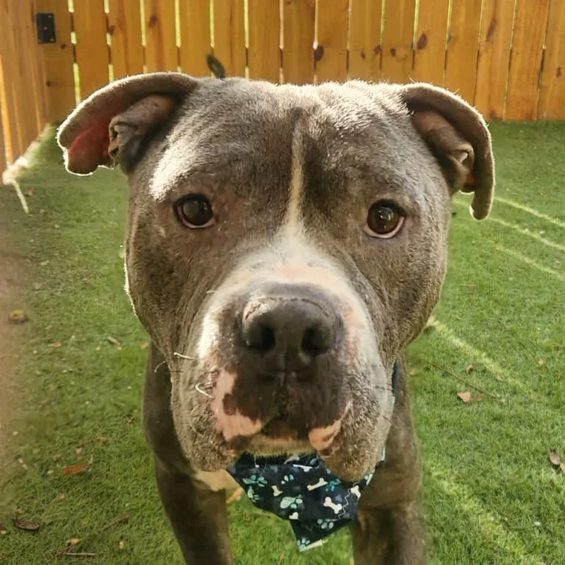 Bubba Gump Jum thumbnail 2