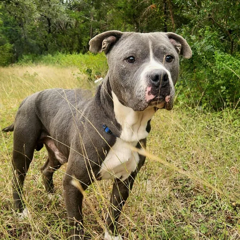 Bubba Gump Jum thumbnail 4