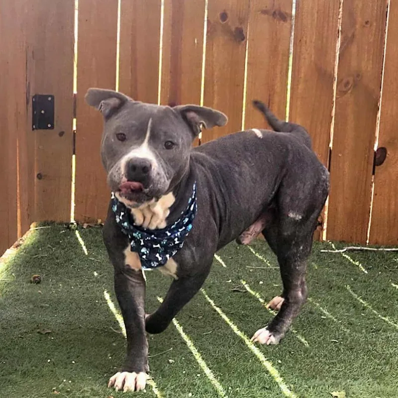 Bubba Gump Jum thumbnail 5