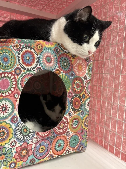 An adult large-sized female Domestic Short Hair cat named Georgia for adoption in Bothell, WA