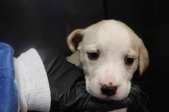 A baby small-sized female Mixed Breed dog named Hydrangea for adoption in Columbia, SC