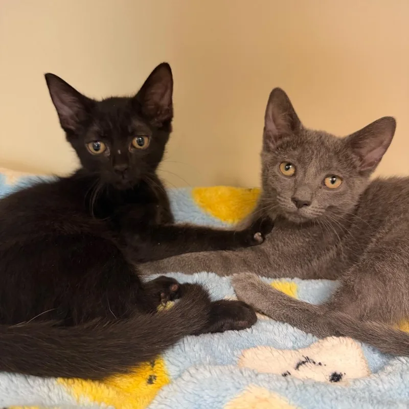 A baby small-sized female Black Domestic Short Hair cat named Tow for adoption in Port Richey, FL