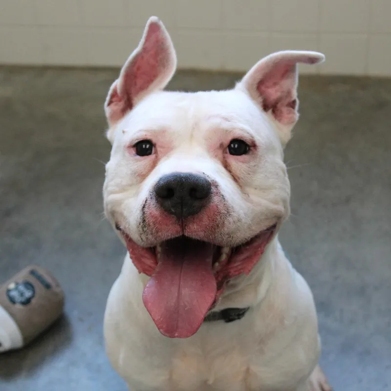 An adult large-sized male White / Cream Pit Bull Terrier dog named Walter for adoption in Seville, OH