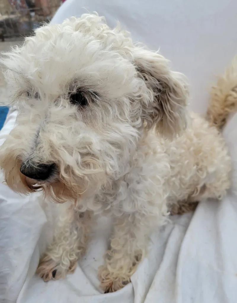 An adult small-sized female Apricot / Beige Miniature Poodle dog named China for adoption in Sherwood, OR