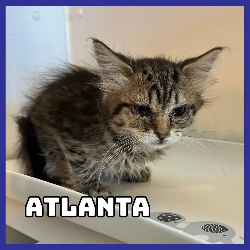 A baby small-sized female Brown / Chocolate Domestic Long Hair cat named Atlanta for adoption in Glenwood, MN