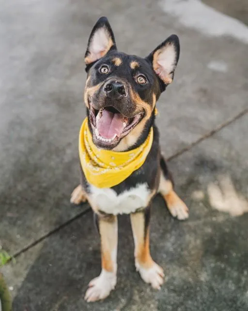 A young large-sized male Akita dog named Bob for adoption in Miami, FL