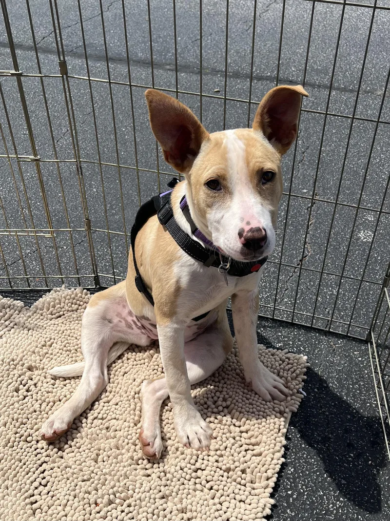A young medium-sized female Yellow / Tan / Blond / Fawn Terrier dog named Opal for adoption in Greensboro, GA