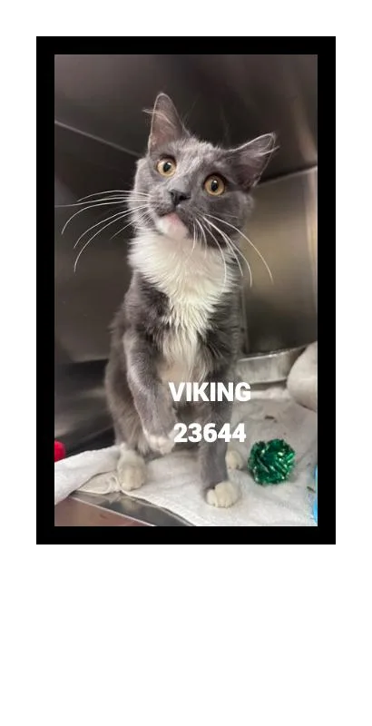 A young medium-sized male Gray & White Domestic Medium Hair cat named Viking for adoption in Marietta, GA