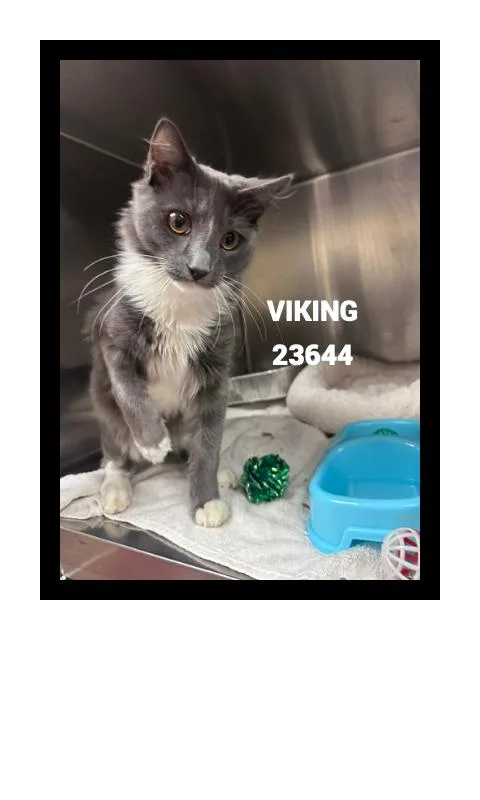 Viking thumbnail 2