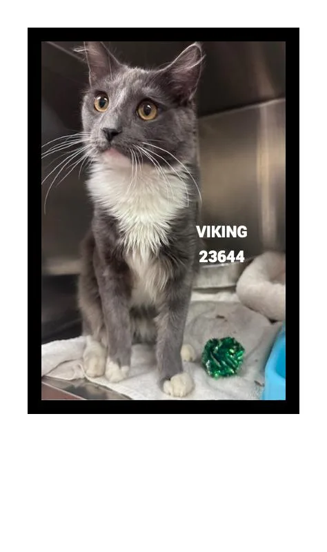 Viking thumbnail 4