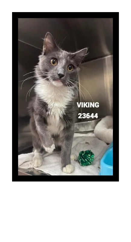 Viking thumbnail 5