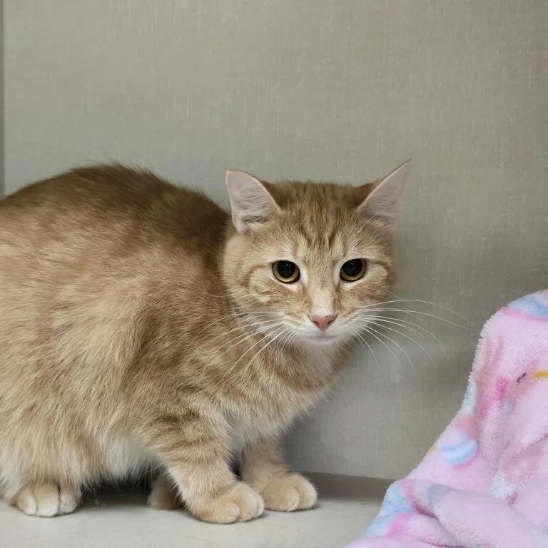 Virginia thumbnail 2