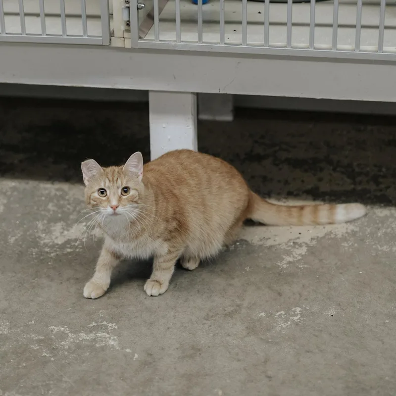 Virginia thumbnail 3