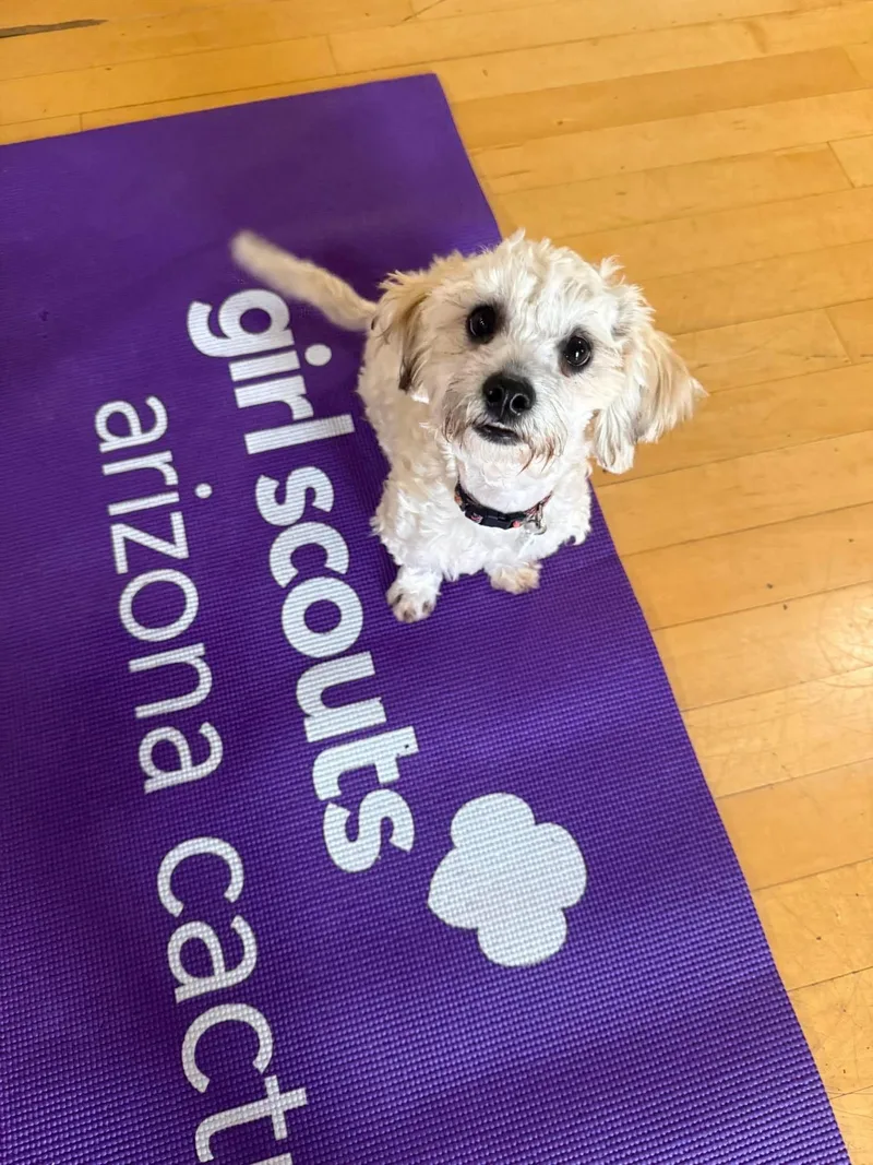 A baby small-sized male White / Cream Miniature Poodle dog named Pop Tart for adoption in Phoenix, AZ