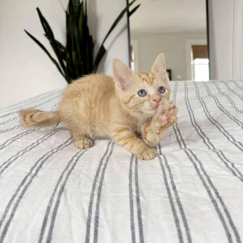 A baby medium-sized male Tabby (Orange / Red) Domestic Short Hair cat named Cork for adoption in BROOKLYN, NY