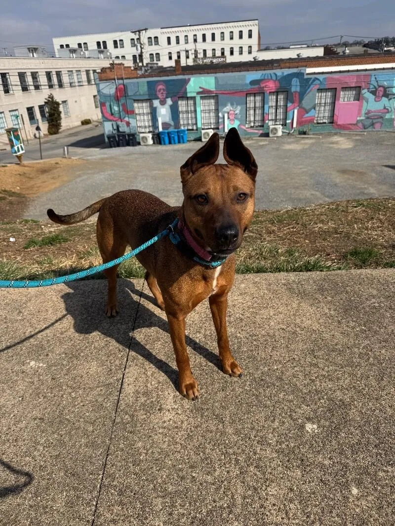 An adult large-sized female Shepherd dog named Scarlett for adoption in Roanoke, VA