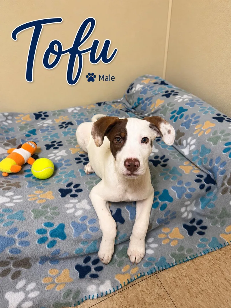Tofu