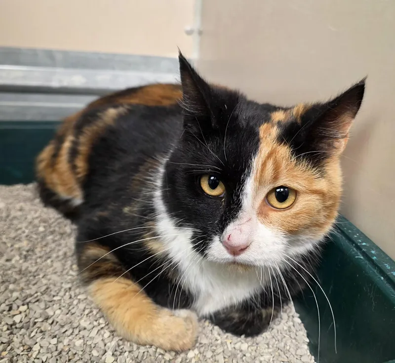 An adult medium-sized female Calico Domestic Short Hair cat named 61917659 for adoption in Elko, NV