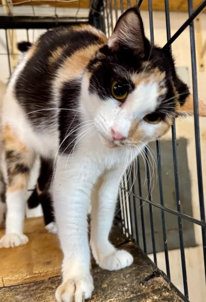 A young small-sized female Calico cat named Jupiter for adoption in New Braunfels, TX