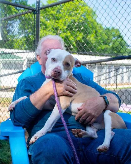 An adult medium-sized male Mixed Breed dog named Cowabunga for adoption in Chamblee, GA
