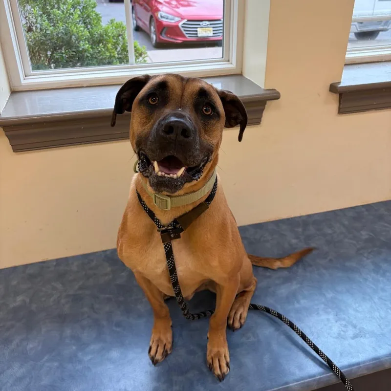 An adult medium-sized male Yellow / Tan / Blond / Fawn Black Mouth Cur dog named Winston for adoption in Lynchburg, VA
