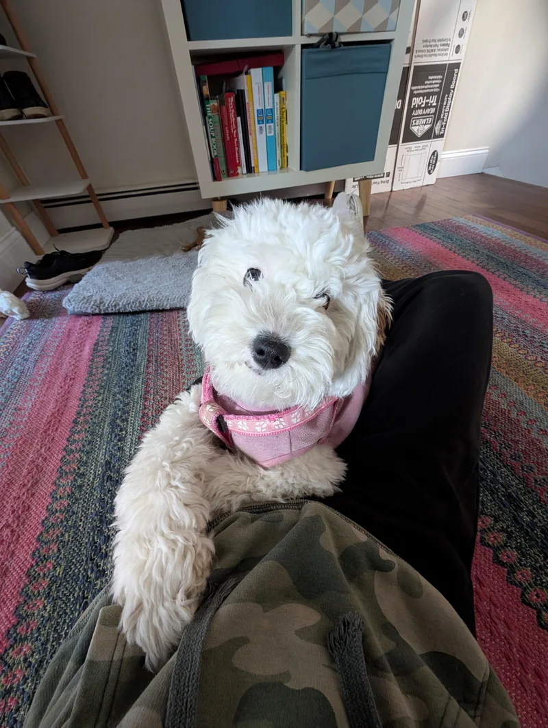 A baby small-sized female White / Cream Cavapoo dog named Pinky for adoption in New Rochelle, NY