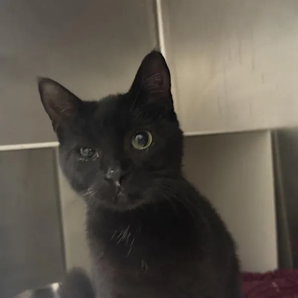 A young medium-sized female Domestic Short Hair cat named Wilma for adoption in Des Moines, IA
