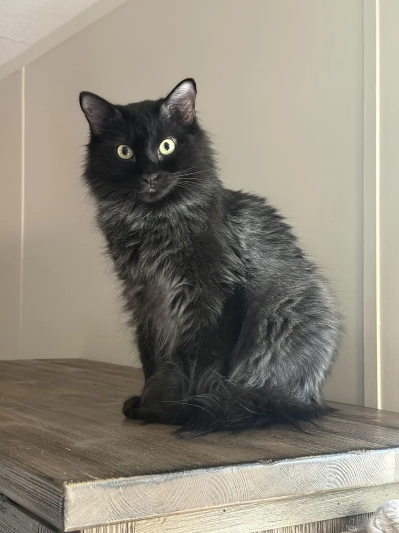 Cosmo
