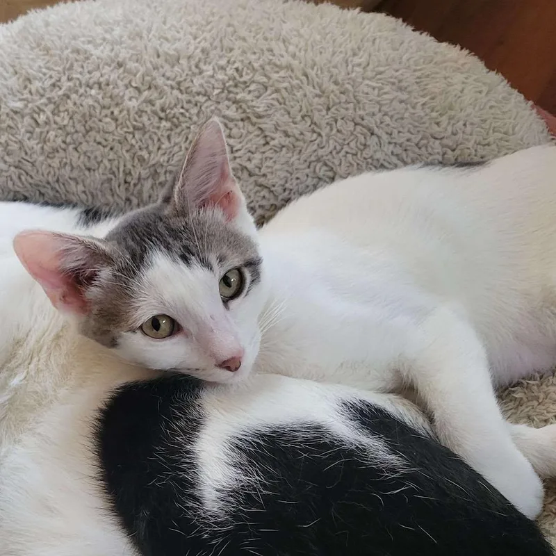 Lavender thumbnail 2